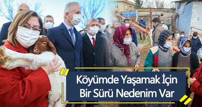 Çİftçilere yönelik küçükbaş hayvan desteği başladı