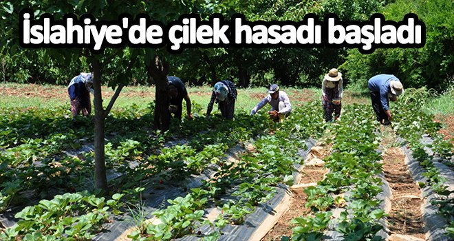Çilek hasadı koronavirüs salgınına rağmen başladı