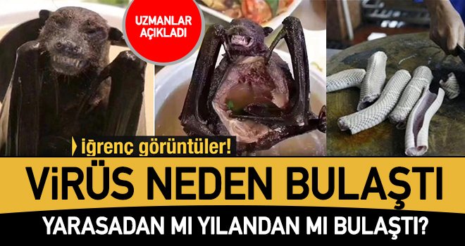 Çin'de ortaya çıkan virüste şüpheli: Yarasalar ve yılanlar...
