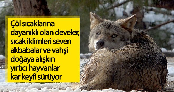 Çöl hayvanlarının kar keyfi...