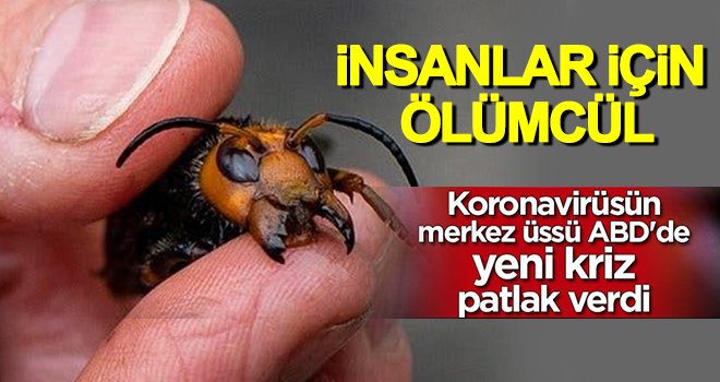 Corona virüsün ardından katil arı endişesi