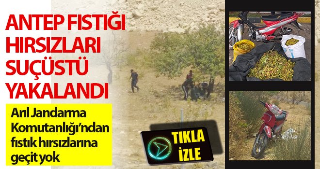 Devriye atan jandarmadan fıstık hırsızlarına suçüstü 