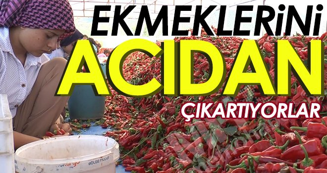 Ekmeklerini acıdan çıkartıyorlar
