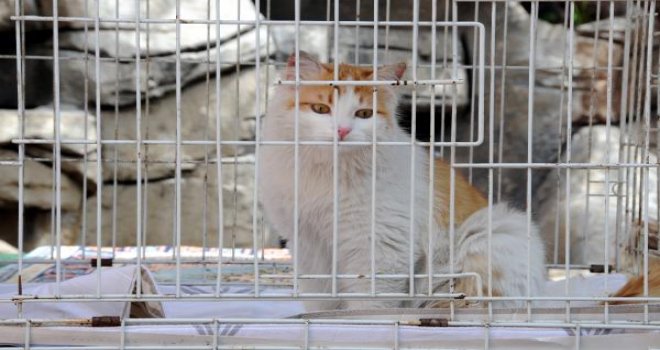 El Bab'ın kedisi 'Barış' yeni yuvasında