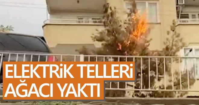 Elektrik telleri ağacı yaktı