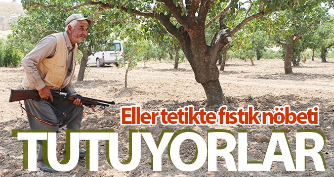 Eller tetikte fıstık nöbeti tutuyorlar
