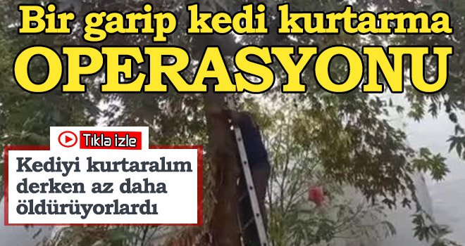 Elma düşürür gibi ağaçta mahsur kalan kediyi düşürdüler