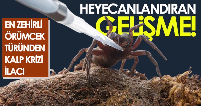 En zehirli örümcek türünden kalp krizi ilacı...