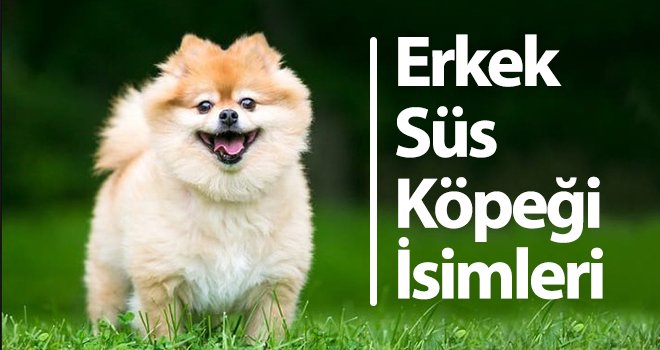 Erkek Süs Köpeği İsimleri