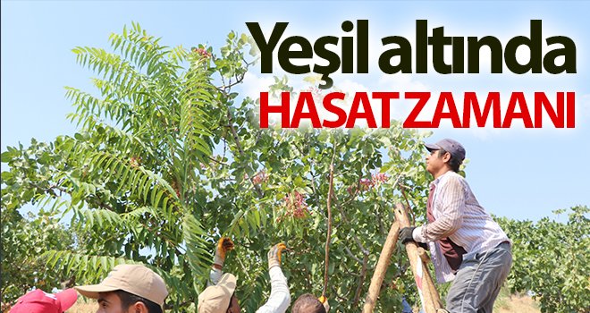 Yeşil altında hasat zamanı