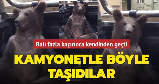 Fazla bal yiyen ayı işte böyle kendinden geçti