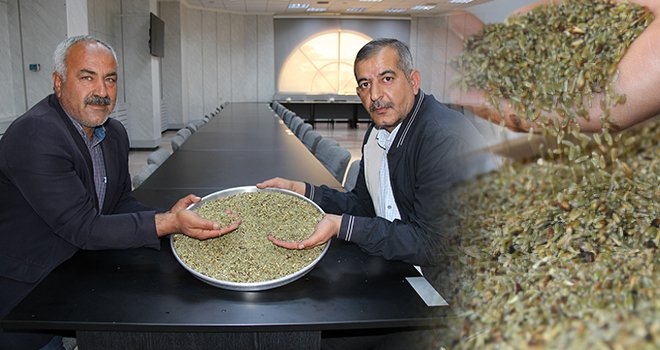 Firik sezonu başladı