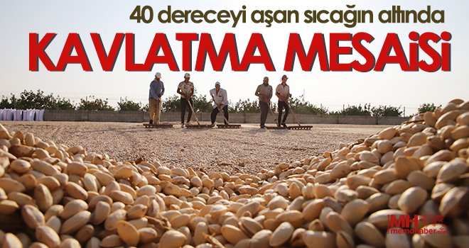 Fıstığın anavatanında kavlatma telaşı