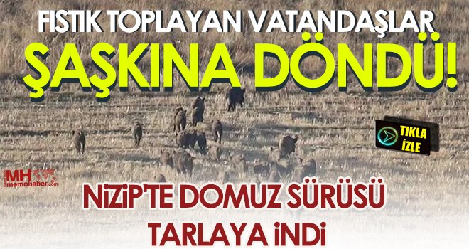 Fıstık toplayan vatandaşlar şaşkına döndü!