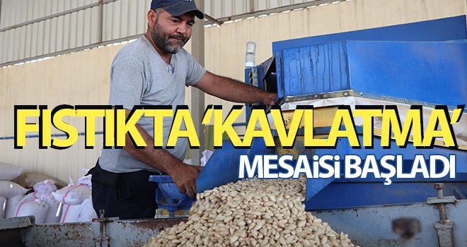 Fıstıkta ‘Kavlatma’ mesaisi başladı