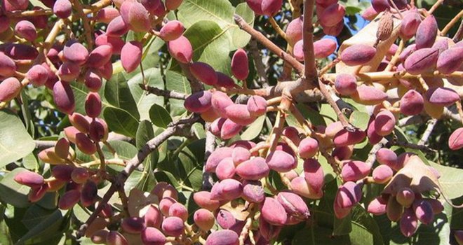 GAZİANTEP FISTIĞINDA STOK OYUNU 