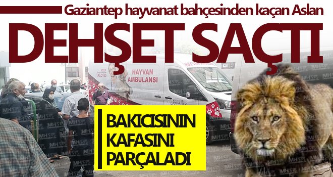 Gaziantep hayvanat bahçesinden kaçan aslan dehşet saçtı