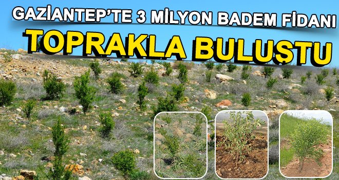 Gaziantep Orman Müdürlüğü arı gibi çalışıyor