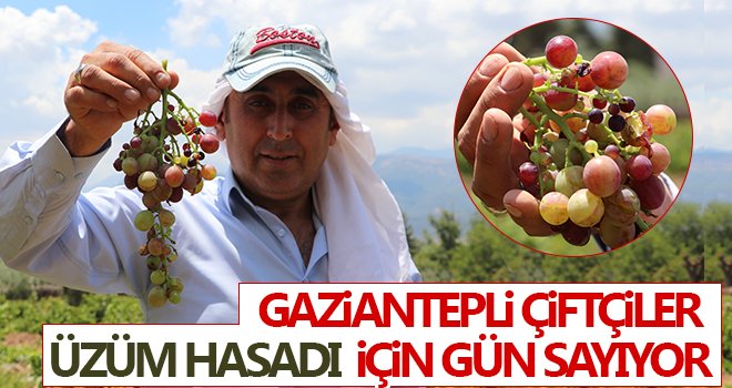 Gaziantepli çiftçiler üzüm hasadı için gün sayıyor