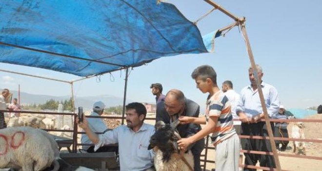 Gaziantep'te Dört boynuzlu koç bin 400 liraya satıldı