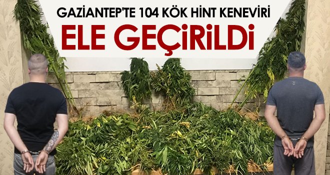 Gaziantep'te 104 kök Hint keneviri ele geçirildi