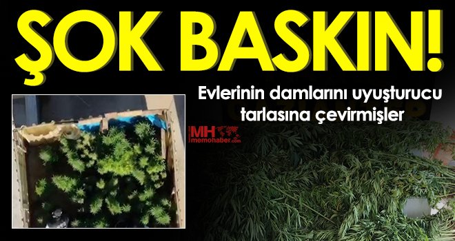 Gaziantep'te 267 kök kenevir ele geçirildi