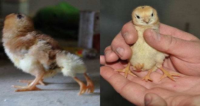 Gaziantep'te 4 ayaklı civcivi görenler inanamıyor