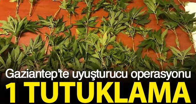 Gaziantep'te 40 kök Hint keneviri ele geçirildi