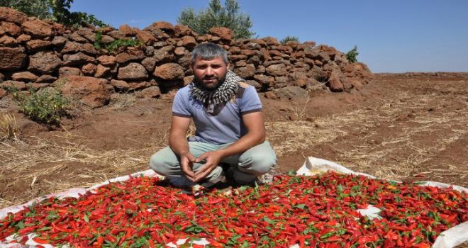 Gaziantep'te 5 ton biber çalındı