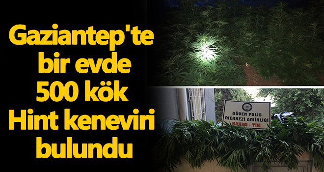 Gaziantep'te 500 kök Hint keneviri bulundu