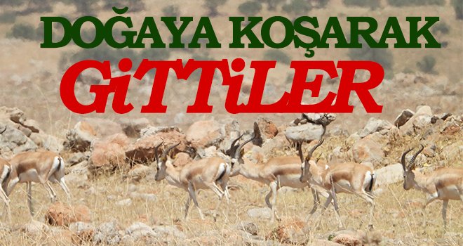 Gaziantep'te 65 ceylan doğaya bırakıldı