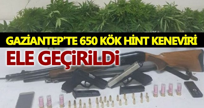 Gaziantep'te 650 kök hint keneviri ele geçirildi