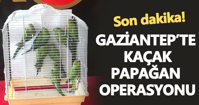 Gaziantep'te 8 Pakistan papağanı ele geçirildi