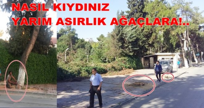 Gaziantep'te ağaç katliamı, yarım asırlık çamlar kesildi!