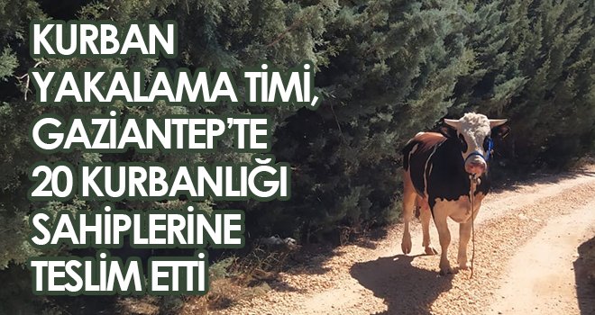Gaziantep’te bayramda kaçan 20 kurbanlık yakalandı