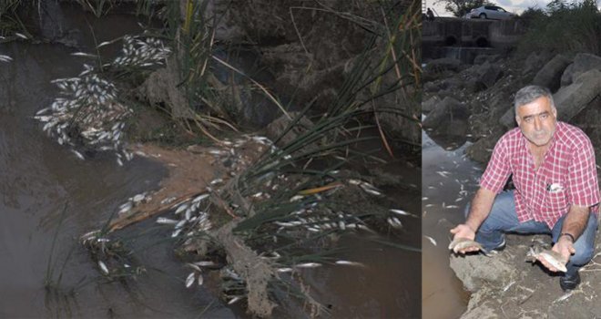 Gaziantep’te binlerce balık telef oldu