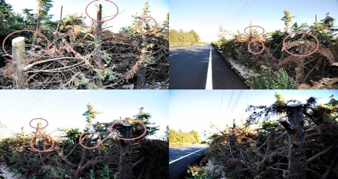 Gaziantep'te bir ağaç katliamı daha: Tam 150 çam birden!