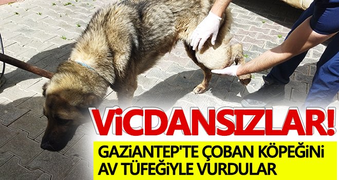 Gaziantep'te çoban köpeğini av tüfeğiyle vurdular