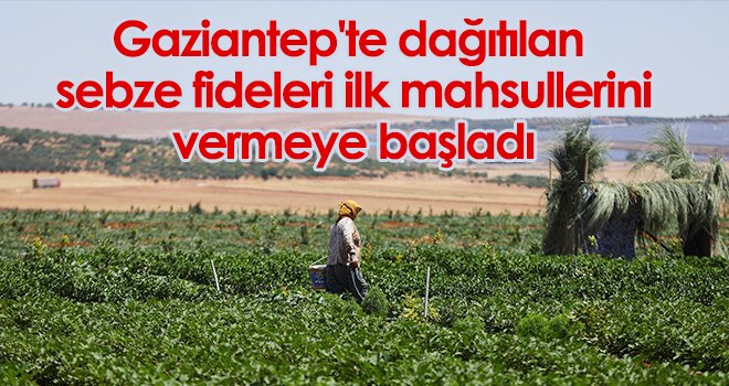 Gaziantep'te dağıtılan sebze fideleri ilk mahsullerini vermeye başladı