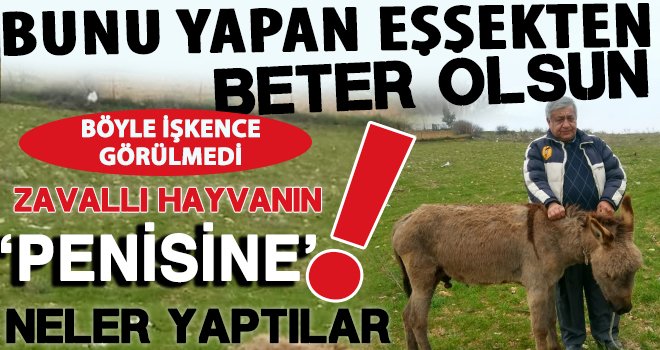 Gaziantep'te eşşeğe akıl almaz işkence: Okuyunca kanınız donacak