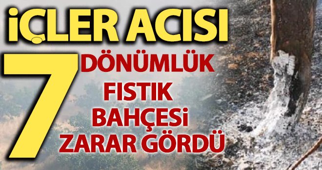 Gaziantep'te fıstık bahçesi alev alev yandı