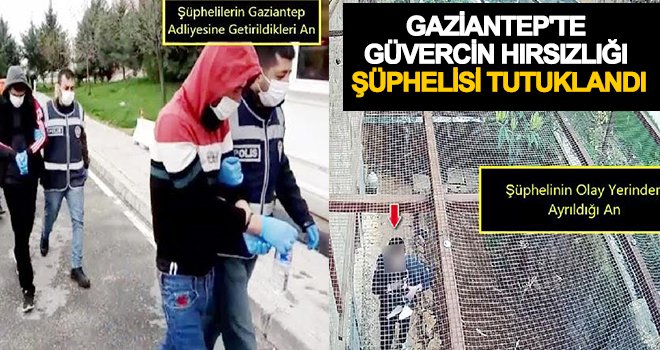 Gaziantep'te güvercin hırsızlığı: 3 tutuklama