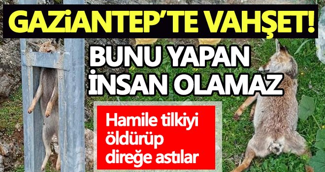 Gaziantep'te hamile tilkiyi öldürüp direğe astılar