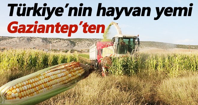 Gaziantep’te ikinci ürün sevinci...