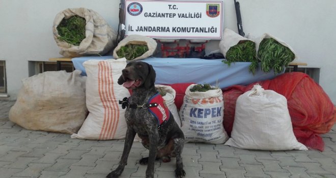 Gaziantep'te jandarma köpeği Ferman geçit vermiyor