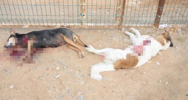 GAZİANTEP’TE KÖPEK KATLİAMI