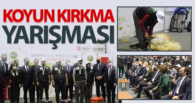 Gaziantep’te koyun kırkma yarışmasına yoğun ilgi