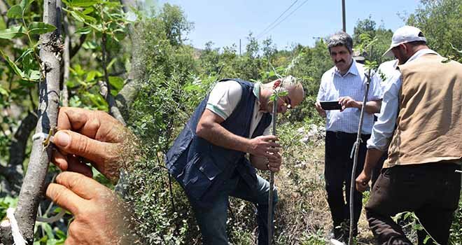  Menengiç ağaçları Antep fıstığına dönüşüyor