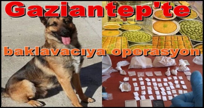 Gaziantep'te narkotik köpeği Alex yine yaptı yapacağını...