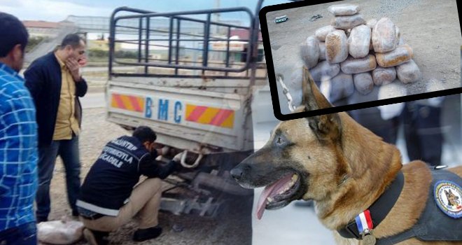 Gaziantep'te, narkotik köpeği 'Badi' 100 kilo esrar yakaladı